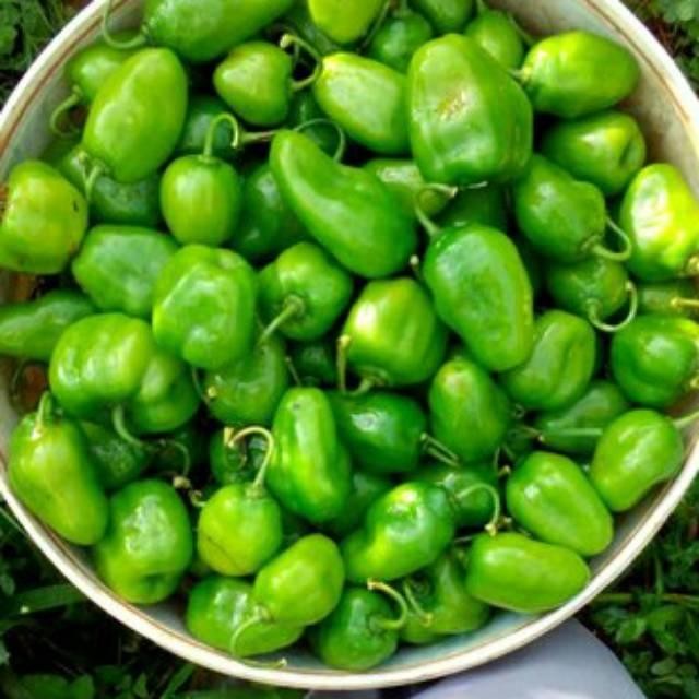

VIRAL cabe gendot cabe gembor cabai bendot bandung 500gr