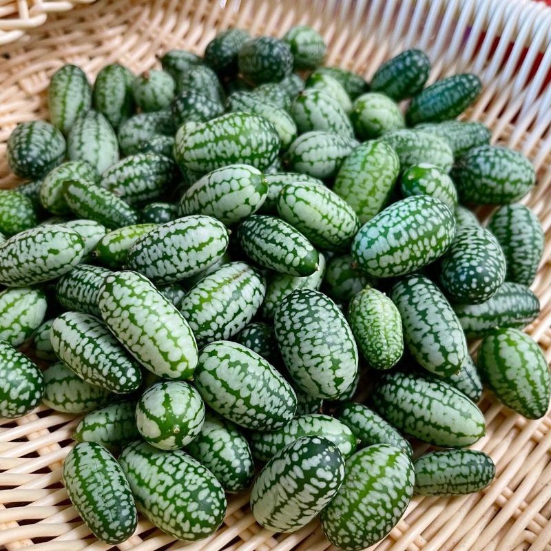 3 Biji - Benih Timun mini CUCAMELON
