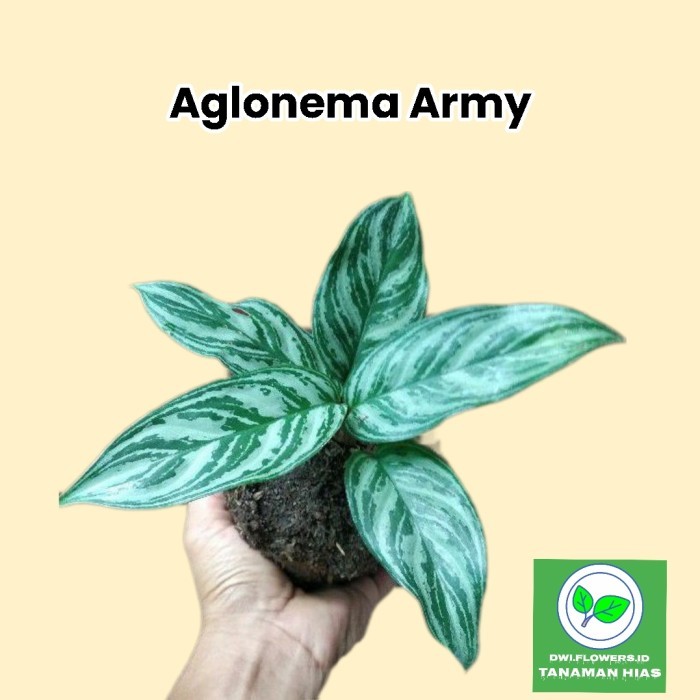 Tanaman Hias Aglonema Srirejeki Armi - Blanceng Sri Rejeki Army Hijau