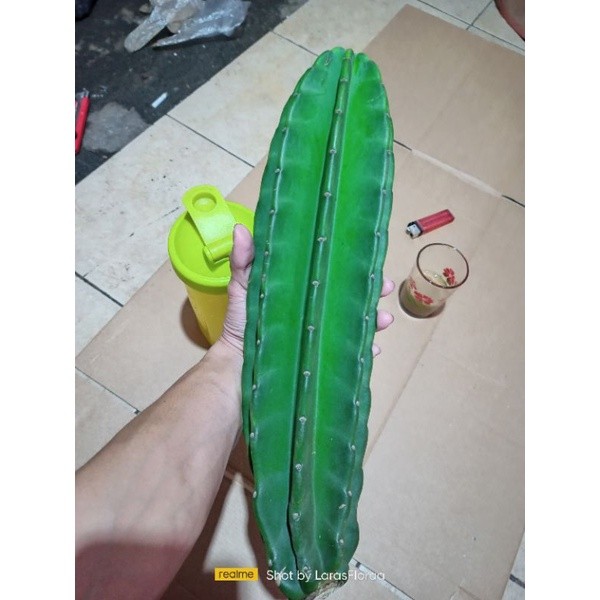 (BISA COD) Tanaman Kaktus Koboi Jumbo / Bunga Hias Kaktus Koboi GEMOY - Kaktus Hidup - Cactus Coboy 