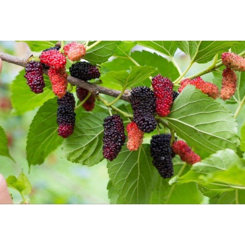 

Bibit Tambulampot Murbei Berkualitas Tanaman Mulberry Sehat Kaya Nutrisi Buah Melimpah