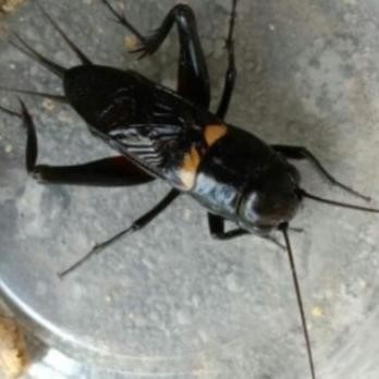 Jangkrik Kalung Aduan Jaliteng Jerabang Jangkrik Genggong Ngerik - Bet garut