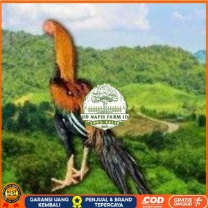

telur ayam ekor lidi original bisa untuk di tetaskan terlaris UD NAFII FARM ID