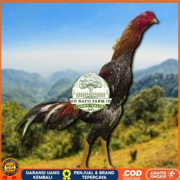 

Shamo Eropa Kelabu .Terlaris asli 100% UD NAFII FARM ID