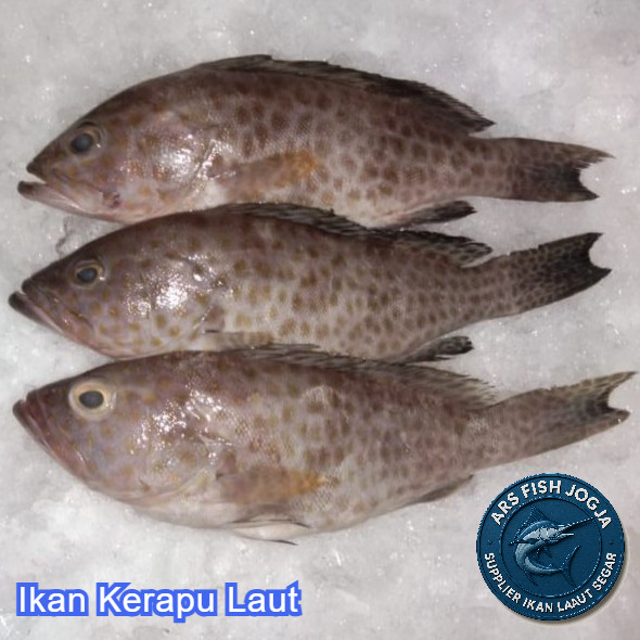 

IKAN KERAPU per 500 gram