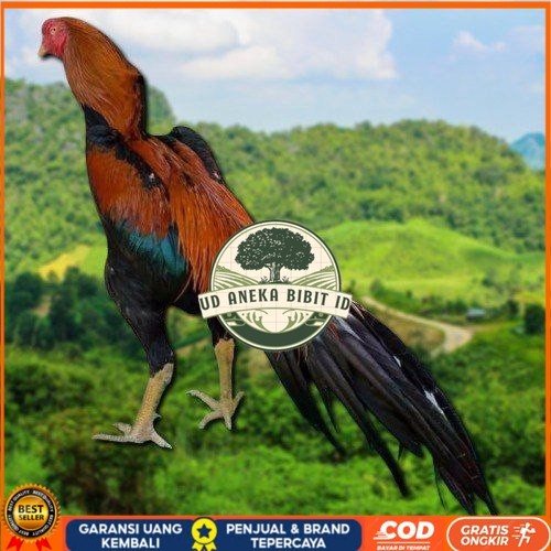 

telur ayam ekor lidi original bisa untuk di tetaskan ori UD ANEKA BIBIT ID