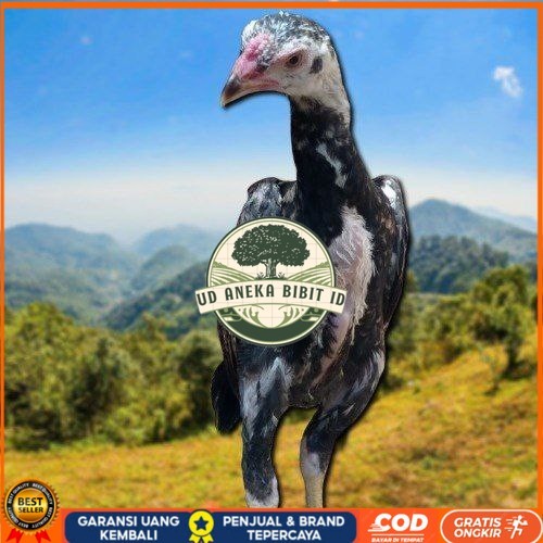 

PAKET MURAH 3 EKOR TELUR SHAMO (Cod) UD ANEKA BIBIT ID