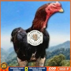 

telur tetas ayam shamo siap di tetaskan vertil super garansi UD GHANIYY BIBIT ID
