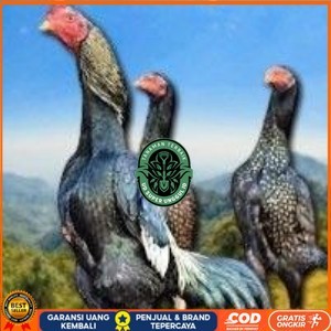 

telur tetas ayam shamo bangkok ori super garansi UD_SUPER_UNGGUL_ID