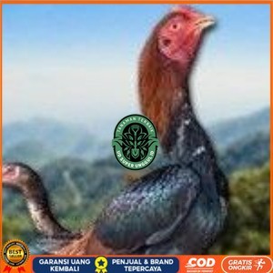 

telur ayam Shamo Eropa Ori (telur fertil) UD_SUPER_UNGGUL_ID