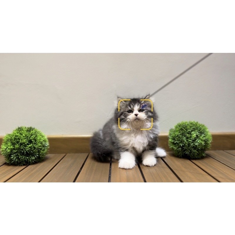 kucing persian platnose peaknose munckhin mainchoon ragdoll kitten