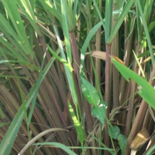 Serai wangi segar serai warna merah 300 gram