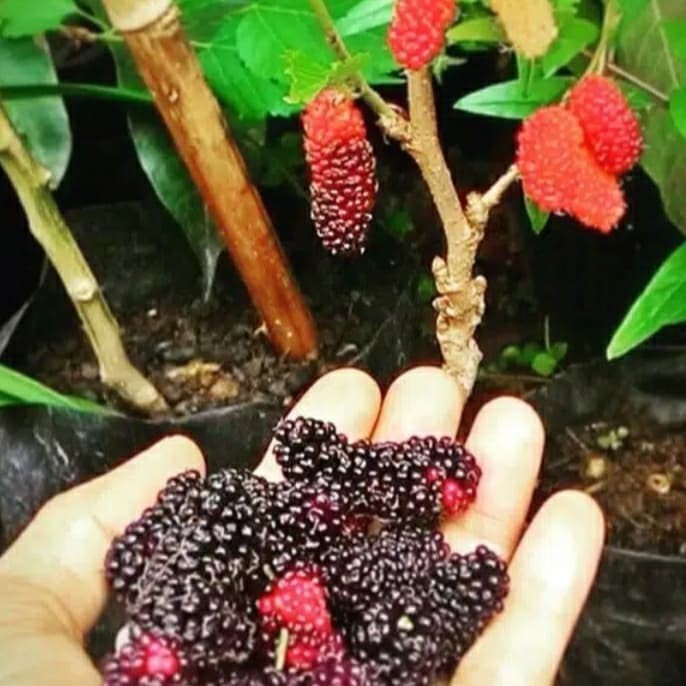 

Ready stok bibit murbery-murbei tanaman buah