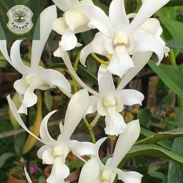 tanaman hias anggrek dendrobium caesar white/capung jawa