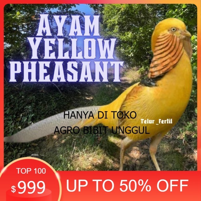 

telur ayam hias yellow pheasent untuk di tetaskan original berkualitas agro.bibit.unggul