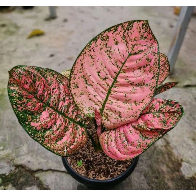 Bibit bonggol aglonema ruby kura bibit aglonema murah