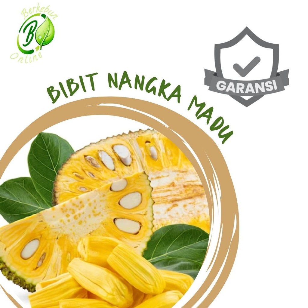 Bibit Nangka Madu Jumbo Merah Madu Mini Orange Super Okulasi