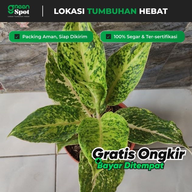 Aglonema Striptis White