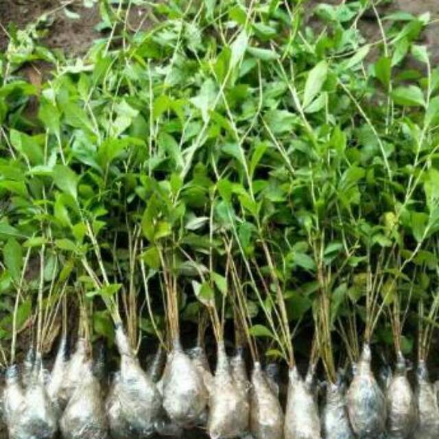 vernonia / Lee kwan yew panjang 40-50 cm, per polibag isi 3 batang, lee kwan yew panjang