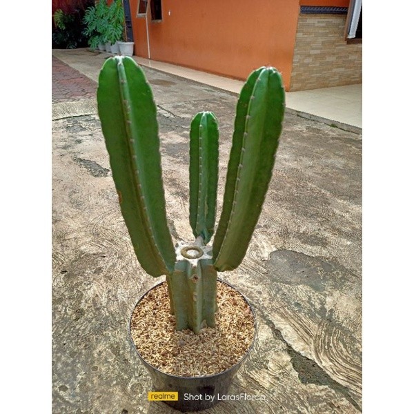 (BISA COD) tanaman hias kaktus koboi bercabang/ kaktus bercabang/ cactus coboy / pohon kaktus