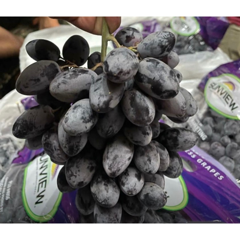 

UD BUAH 3 SMAUDARA BUAH ANGGUR HITAM BLACK AUTUMN ROYAL