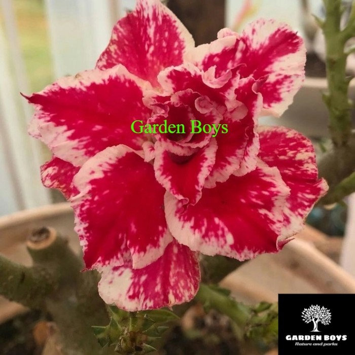 

adenium bunga tumpuk "red cream" kamboja jepang