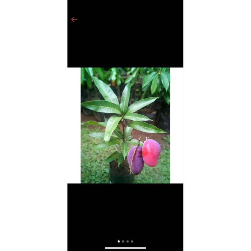 bibit buah mangga irwin okulasi