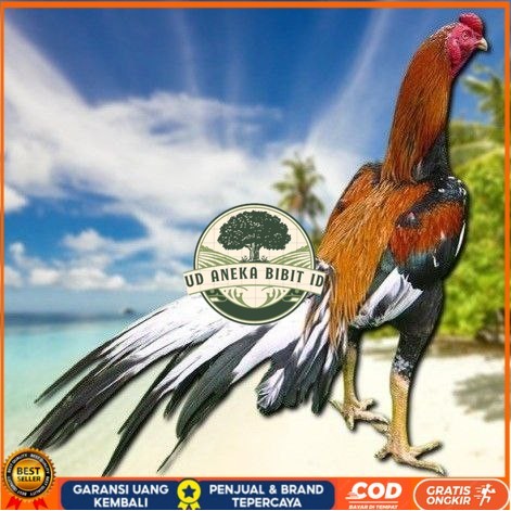 

telur ayam bangkok petarung bisa untuk di tetaskan UD ANEKA BIBIT ID