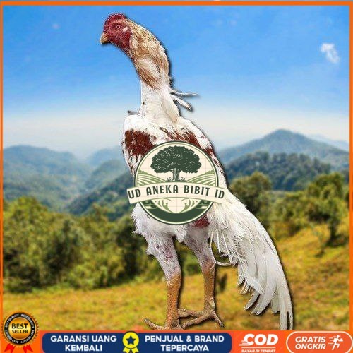 

telur tetas ayam shamo high quality UD ANEKA BIBIT ID