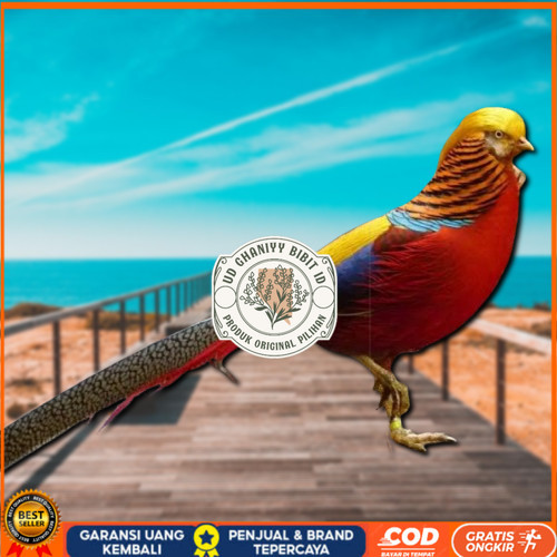 

telur ayam hias golden pheasant asli bisa untuk di tetaskan UD GHANIYY BIBIT ID