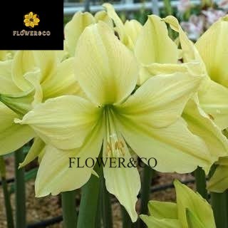 Tanaman hias Bakung amarilis Hijau hulek- tanaman hias bunga cantik