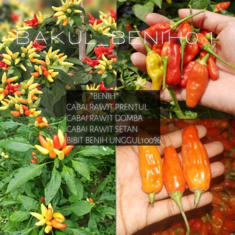 TERMURAH 500++ BENIH CABAI RAWIT PRENTUL CABAI RAWIT DOMBA CABAI RAWIT SETAN BENIH UNGGUL%