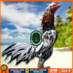

BANGKOK F1 TELUR FERTIL PROMO BESAR UD_SUPER_UNGGUL_ID