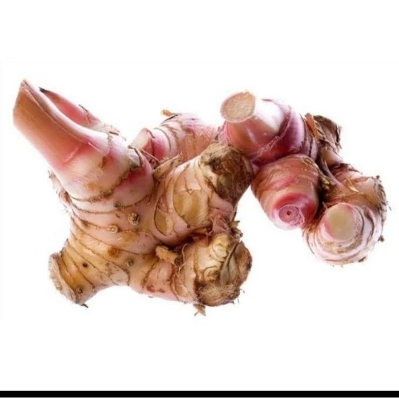 

LANGKUAS LAJA LAOS FRESH ORGANIK TERMURAH TERLARIS