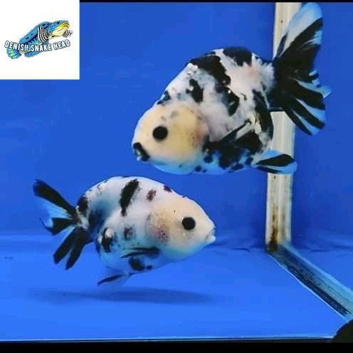 ikan koki ranchu sapi 8-10 cm SEPASANG hiasan aquarium aquascape
