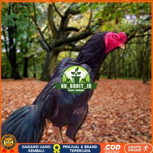 

Telur Ayam Pakhoy Line Mane Vertil Siap Di Tetaskan Jaminan Super Oiginal Bergaransi UD_GOBIT_ID