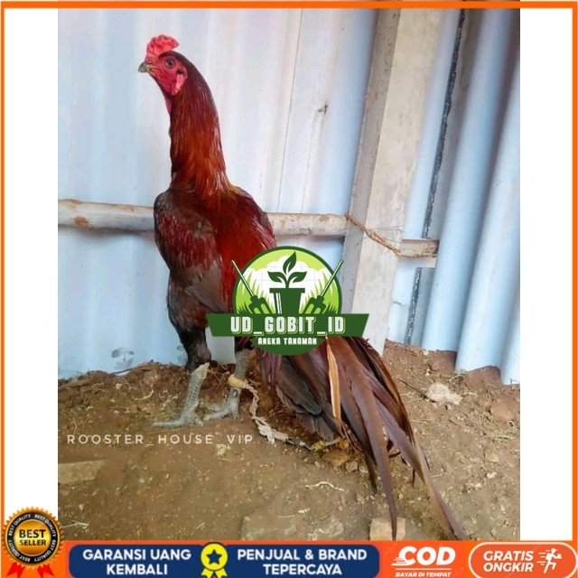 

Telur Ayam Pakhoy Jumbo Vertil Siap Di Tetaskan Jaminan Super Oiginal Bergaransi asli UD_GOBIT_ID