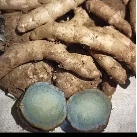 

kunyit hitam pilihan. temu hitam alami . obat tradisional untuk kesehatan 1 kg