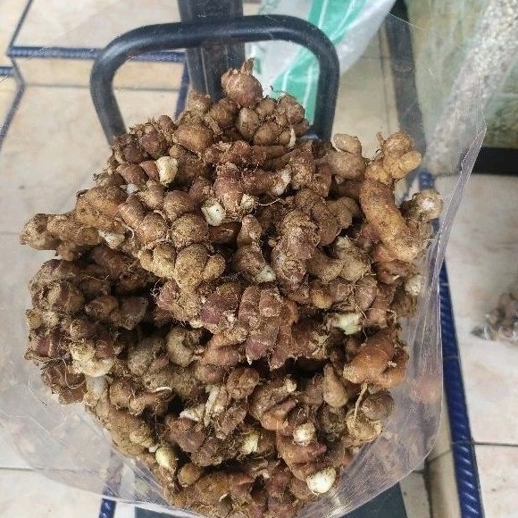 

FRESH 1 kg Kencur / Sukung / Kencor Tangan Pertama Petani Gunung Kawi AMJ FARM