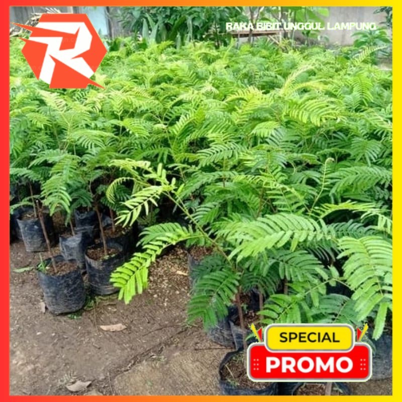 BIBIT PETE/PETAI HIBRIDA SUPER