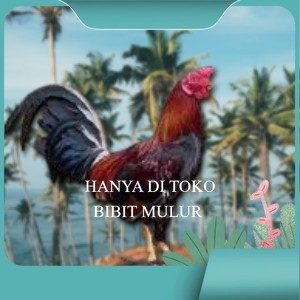 

2pcs telur ayam philipin asli AK47 bisa untuk di tetaskan jumbo