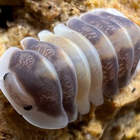 Cubaris sp Cappucino promo isopoda