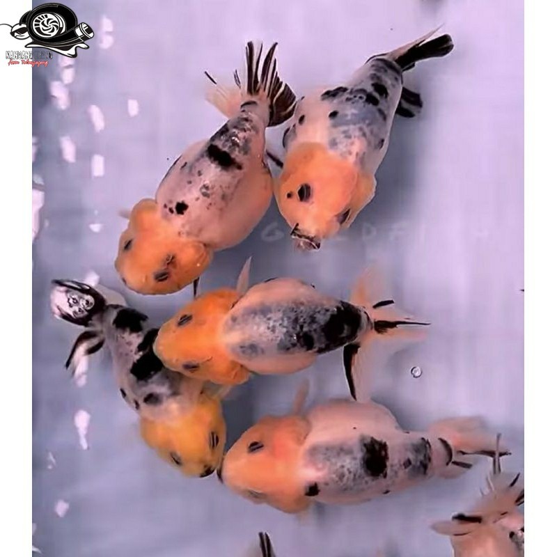 Ranchu Sapi Gen impor Jumbo Kualitas Terbaik