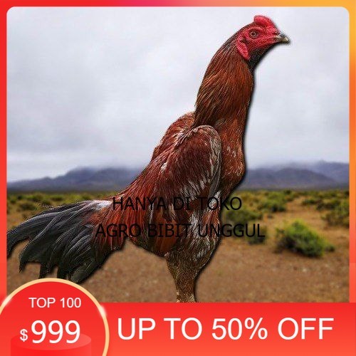 

PAMA NINJA TELUR FRESH PROMO FERTIL berkualitas unggul agro.bibit.unggul