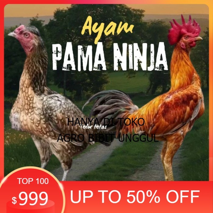 telur ayam Pama ninja original petarung bisa untuk di tetaskan berkualitas ori agro.bibit.unggul