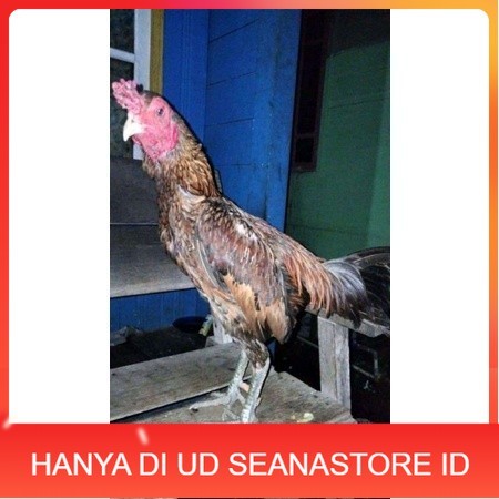 

ayam bulbi tampar tampar telur fertill terbaru original berkualitas UD SEANASTORE ID