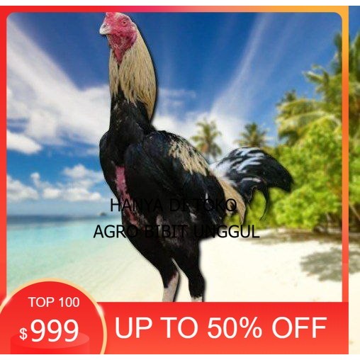 

Ayam Bangkok CLASIK ori Blurang Telur fertil (TERLARIS) agro.bibit.unggul