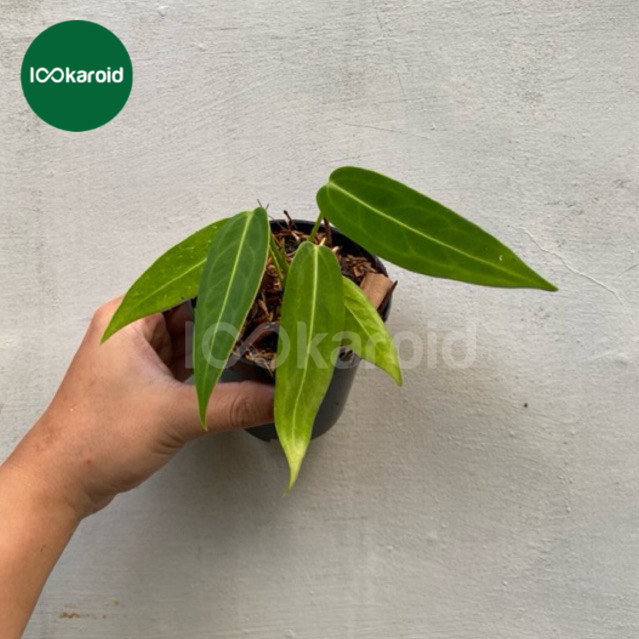 Tanaman Hias Anthurium Warocqueanum / Anthurium Lidah Gajah Warocqueanum