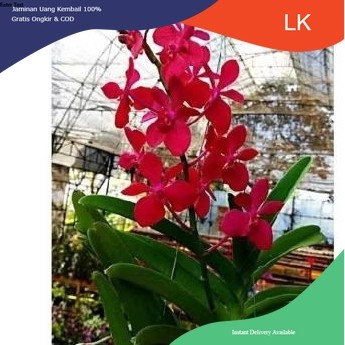 Anggrek Vanda mokara dewasa