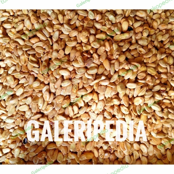 

Promo Camilan Biji Kedawung Cemilan Langka Original Makanan Khas Madiun Terlaris